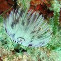 Buceo - profundidades de Elba
